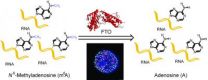 New research links common RNA modification to obesity