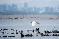 New research makes strong case for restoring Hong Kongs lost oyster reefs