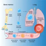 New research may explain severe virus attacks on the lungs