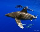 New research on migratory behavior of oceanic whitetip sharks can help shape conservation strategies