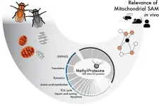 New research on mitochondrial function can play significant part in serious disease