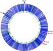 New research presents most extensive pictures ever of an organisms DNA mutation processes