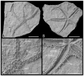 New research reveals delayed evolutionary origin of Asteriidae sea stars