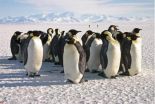 New research reveals that emperor penguins are more willing to relocate