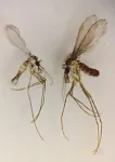 New research sets trap for potentially deadly sandfly