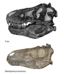 New research shows “Juvenile T. rex” fossils are a distinct species of small tyrannosaur 2