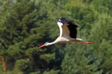 New research shows migrating animals learn by experience