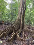 New research shows recovering tropical forests offset just one quarter of carbon emissions from new tropical deforestation and forest degradation