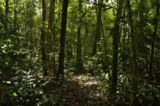 New research shows recovering tropical forests offset just one quarter of carbon emissions from new tropical deforestation and forest degradation 2