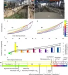 New research shows vegetation accelerates coastal dune erosion during extreme events