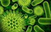 New research suggests bacteria are social microorganisms