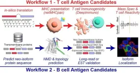 New research tool seeks to accelerate hunt for cancer immunotherapy targets