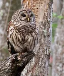 New research uncovers how Barred Owls interact with urban areas and why it matters