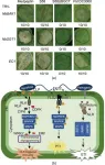 New research unveils pseudomonas cyclic lipopeptide medpeptin’s role in modulating plant immunity