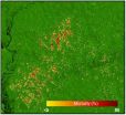 New research will help shed light on role of Amazon forests in global carbon cycle