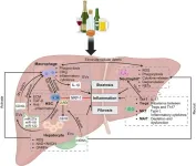 New review explores advances in alcohol-associated liver disease