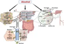 New review explores advances in alcohol-associated liver disease 2