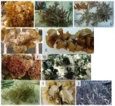 New scientific study reveals the crucial role of herbivorous fishes and sea urchins in restoring Caribbean coral reefs