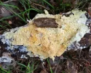 New ‘shy’ fungus found in old-growth forest 3