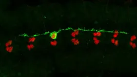 New signaling pathway could shed light on damage repair during brain injury