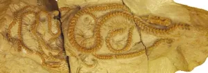 New snake discovery rewrites history, points to North America’s role in snake evolution