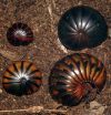 New species of ancient chirping giant pill-millipedes from Madagascar already threatened 2