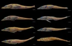 New species of Antarctic dragonfish highlights its threatened ecosystem 3