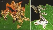 New species of leafminer on grapevine in Western Cape came from wild grapes 2