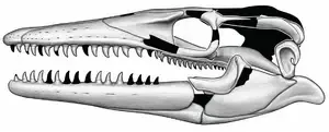 New species of mosasaur named for Norse sea serpent 2