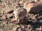 New species of small mammal discovered by scientists  from California Academy of Sciences