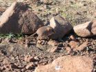 New species of small mammal discovered by scientists  from California Academy of Sciences 2