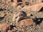 New species of small mammal discovered by scientists  from California Academy of Sciences 3