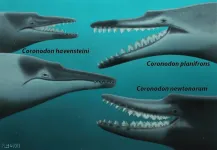 New specimens and species of the Oligocene toothed baleen whale Coronodon from South Carolina and the origin of Neoceti