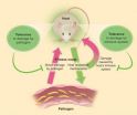 New strategies for treatment of infectious diseases