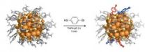 New structural information on functionalization of gold nanoparticles 