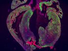 New study casts doubt on heart regeneration in mammals