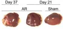 New study casts doubt on heart regeneration in mammals 2