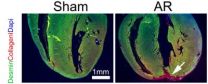 New study casts doubt on heart regeneration in mammals 3