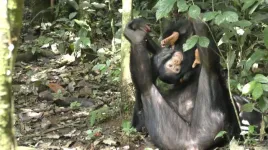 New study - chimp moms play with their offspring through good times and bad