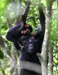 New study - chimp moms play with their offspring through good times and bad 2