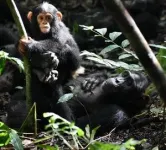 New study - chimp moms play with their offspring through good times and bad 3