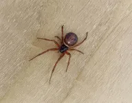 New study confirms noble false widow spiders bites can result in hospitalization