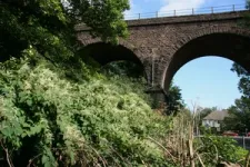 New study counts the environmental cost of managing Japanese knotweed 2