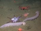 New study examines how ocean energy impacts life in the deep sea 