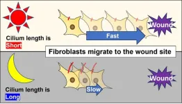 New study examines the relationship between the rate of wound healing, the circadian rhythm, and ‘hair’ on cells