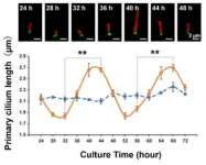 New study examines the relationship between the rate of wound healing, the circadian rhythm, and ‘hair’ on cells 3