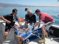 New study finds climate change shrinks and shifts juvenile white shark range