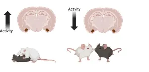 New study identifies brain region that can prevent aggressive social behavior and induce pro social behavior