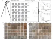 New study identifies potential gene targets for management of cassava whitefly, key vector of viral diseases threatening African food security 3