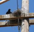 New study: Ravens rule Idaho's artificial roosts 2